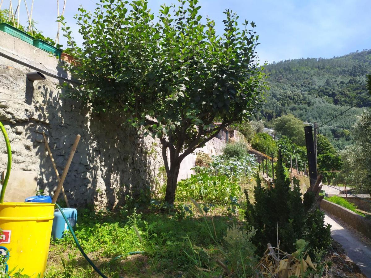 Casa Da Rota Dos Moinhos Daire Lousã Dış mekan fotoğraf